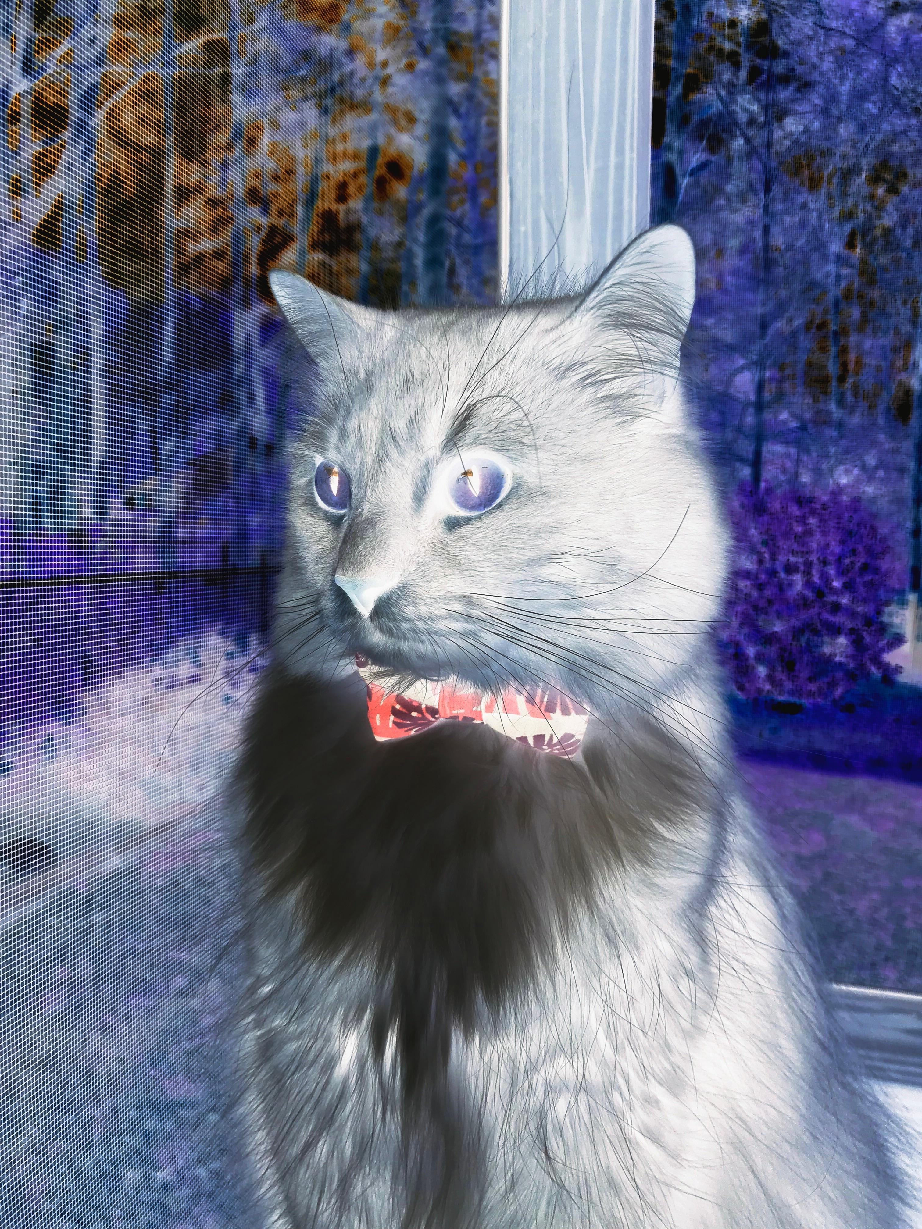 极限时刻，沉默英雄凯塞多一剑封喉，贝蒂斯雨夜颠覆曼城王朝序章