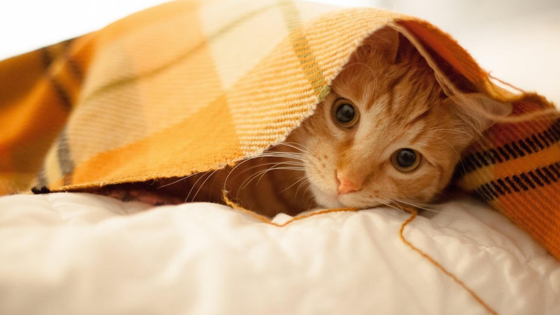 蜂群围猎天空之城,英格拉姆的毒刺如何刺穿独行侠