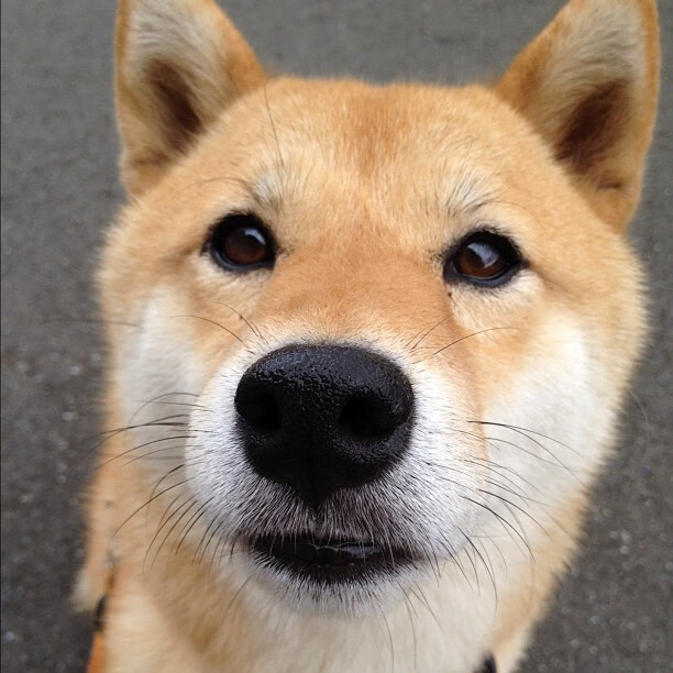 您提供的关键词组合存在明显矛盾，罗马是意大利俱乐部球队，而安哥拉是国家队，二者通常不会直接对阵。同时，卡瓦哈尔是皇家马德里和西班牙国家队的右后卫，与罗马俱乐部并无直接关联