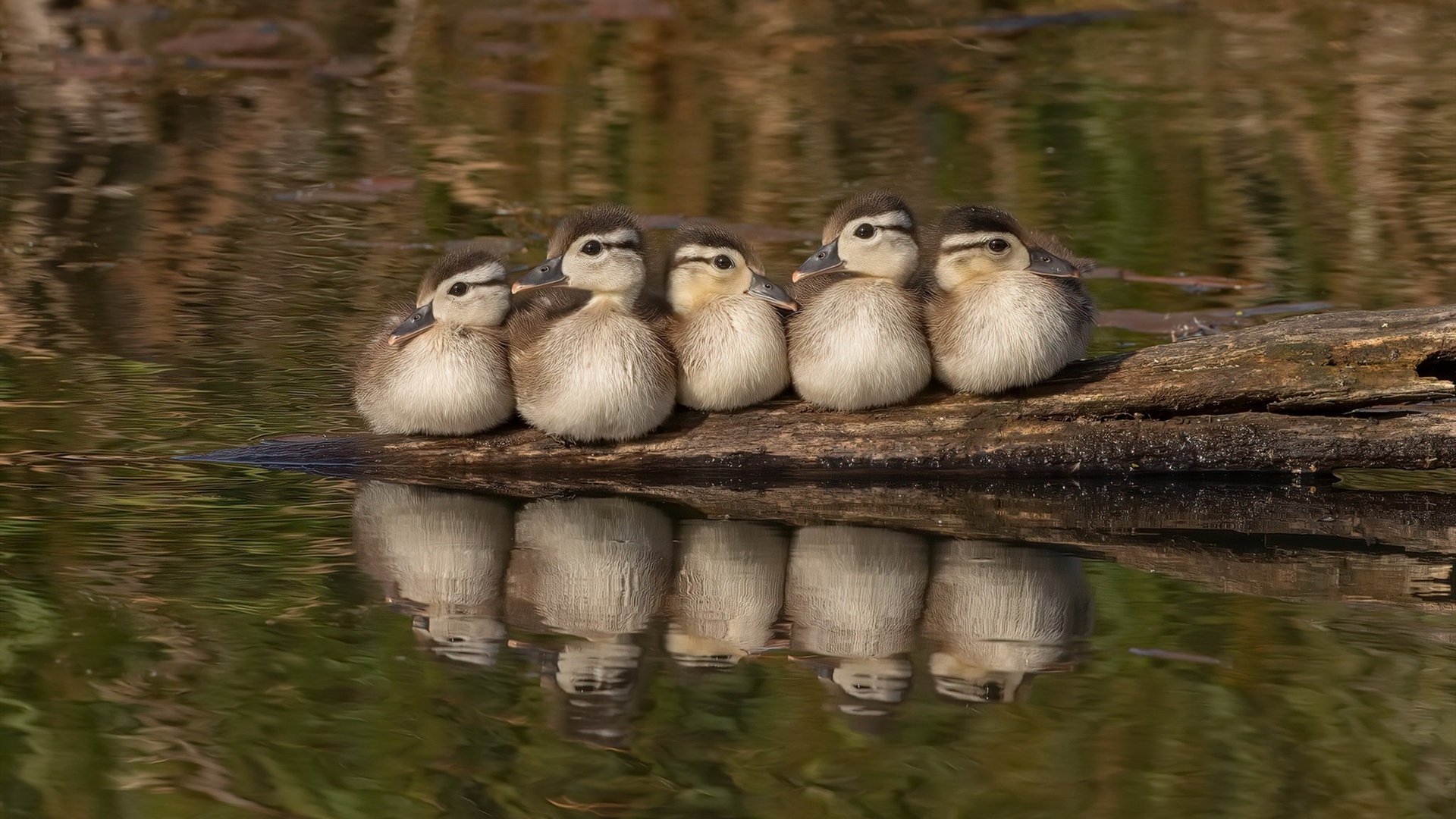 柔韧之道，论克里斯·保罗在总决赛之夜的持续杀伤力
