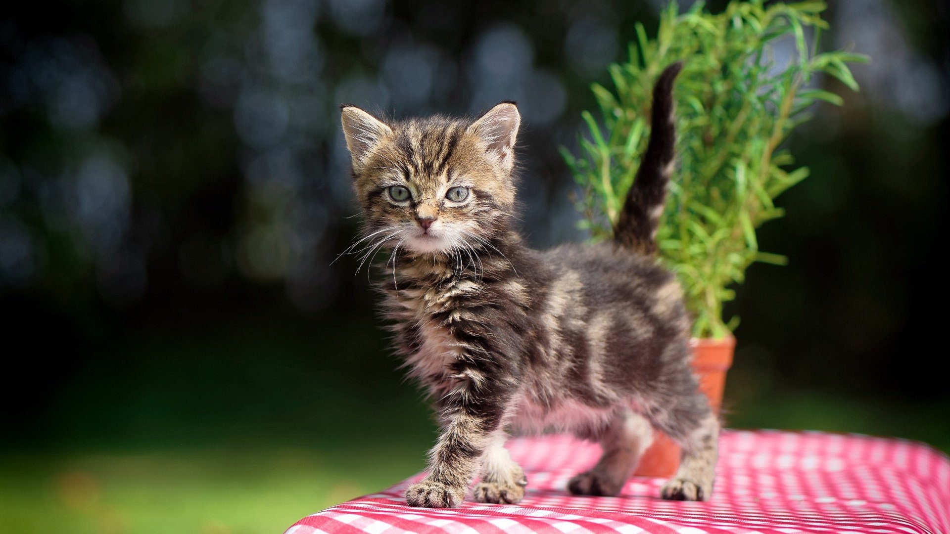 平行救赎,当奇才的硝烟漫过北境之王