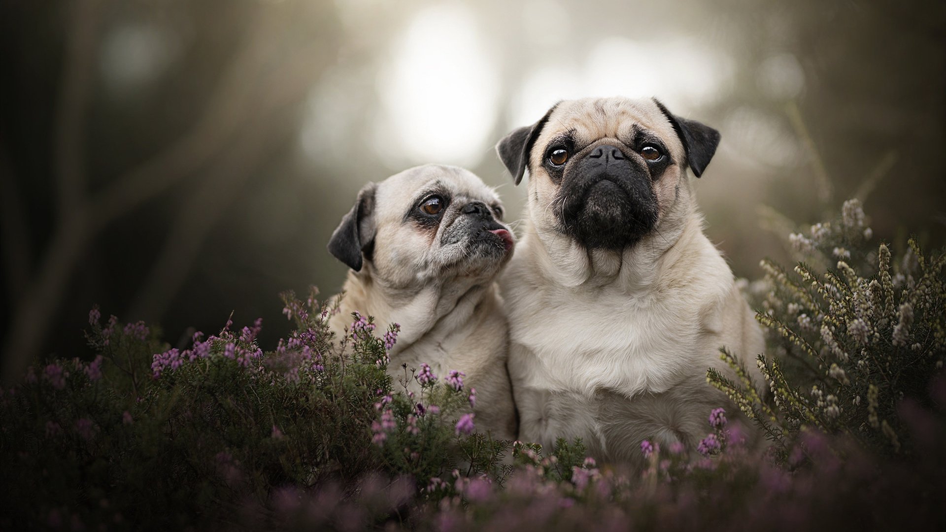 没有硝烟的战争,中国队在荣耀战场全球总决赛抢七夜险胜乌克兰