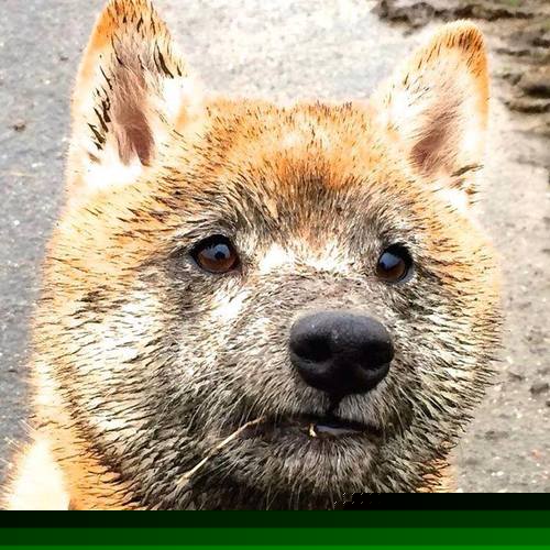 爵士完胜国王，从西部搬家到东决，戈贝尔终于赢回了自己的头条