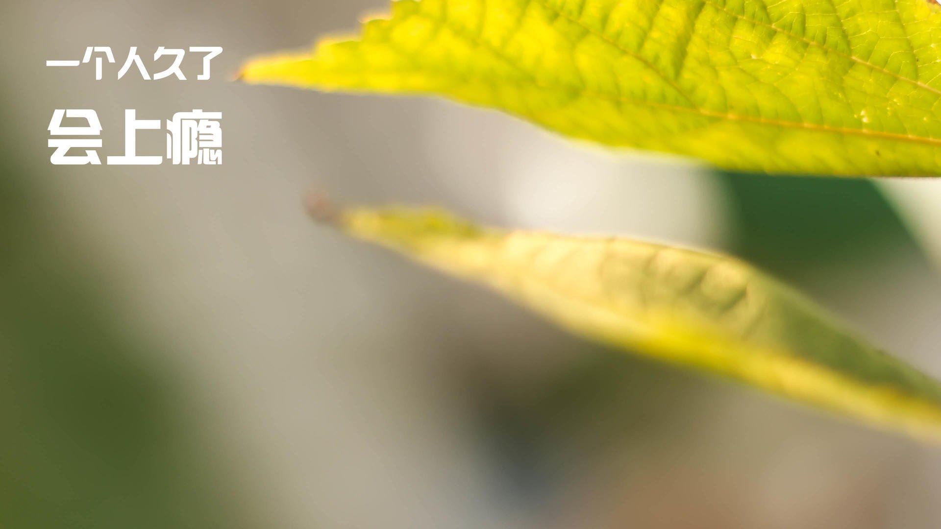 幽影刺客,英格拉姆的绝杀时刻,国王巅峰对决北京队的胜负之夜