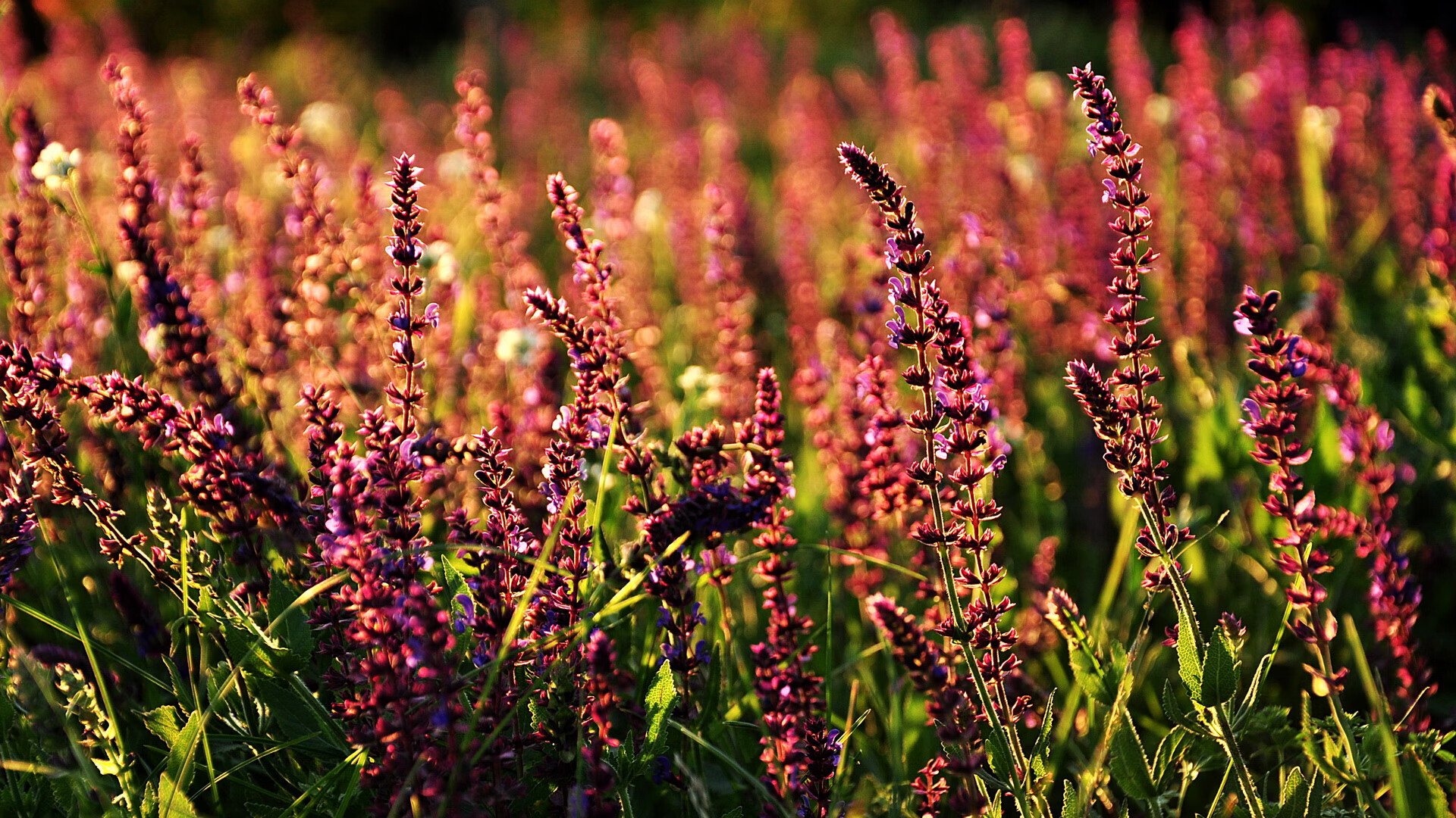 逆周期之王，奥运光环下，拉齐奥如何打赢一场反周期关键战