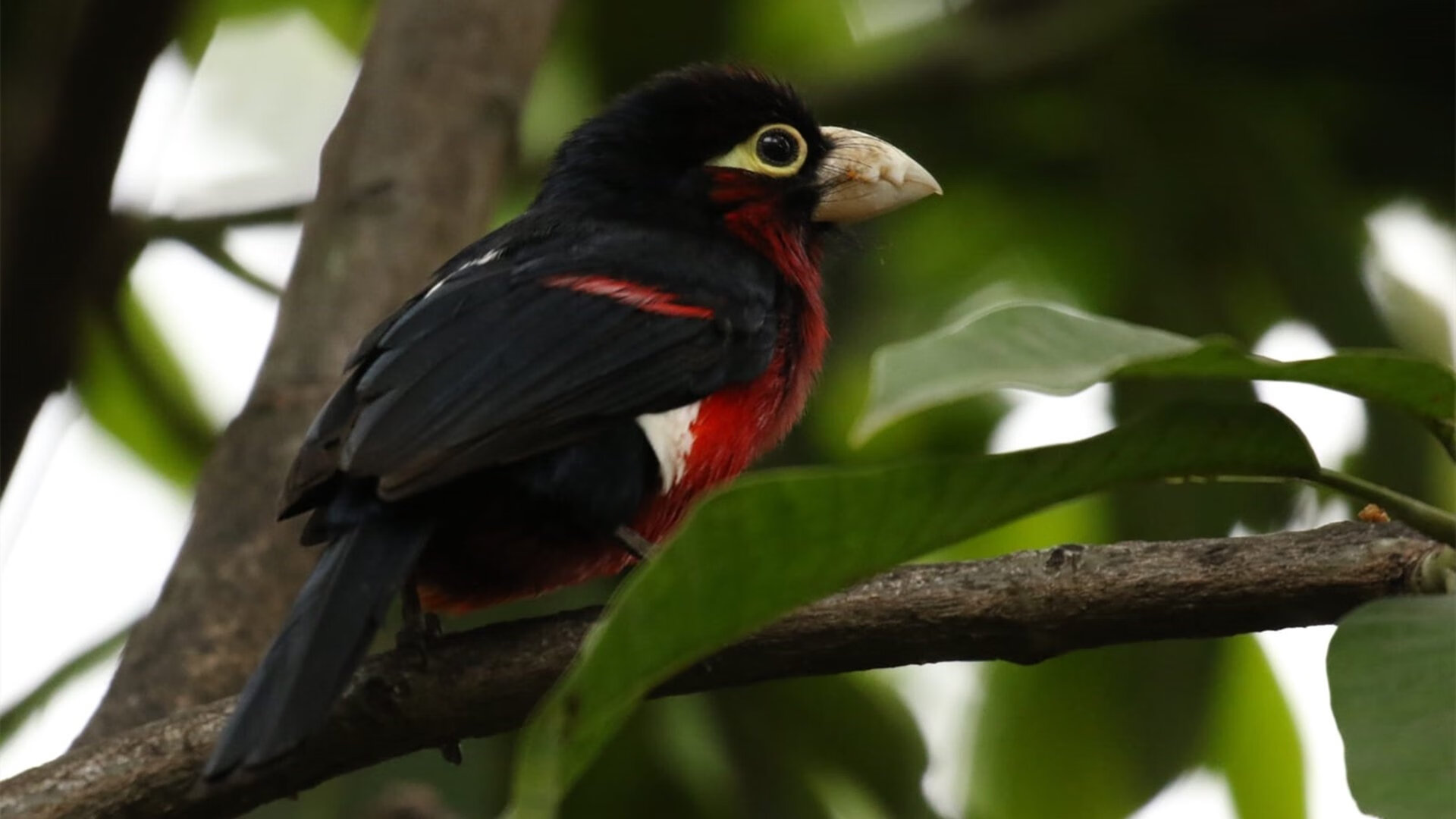 开云体育中国-双线神话，从非洲草原到西部悬崖—法比尼奥的统治之夜