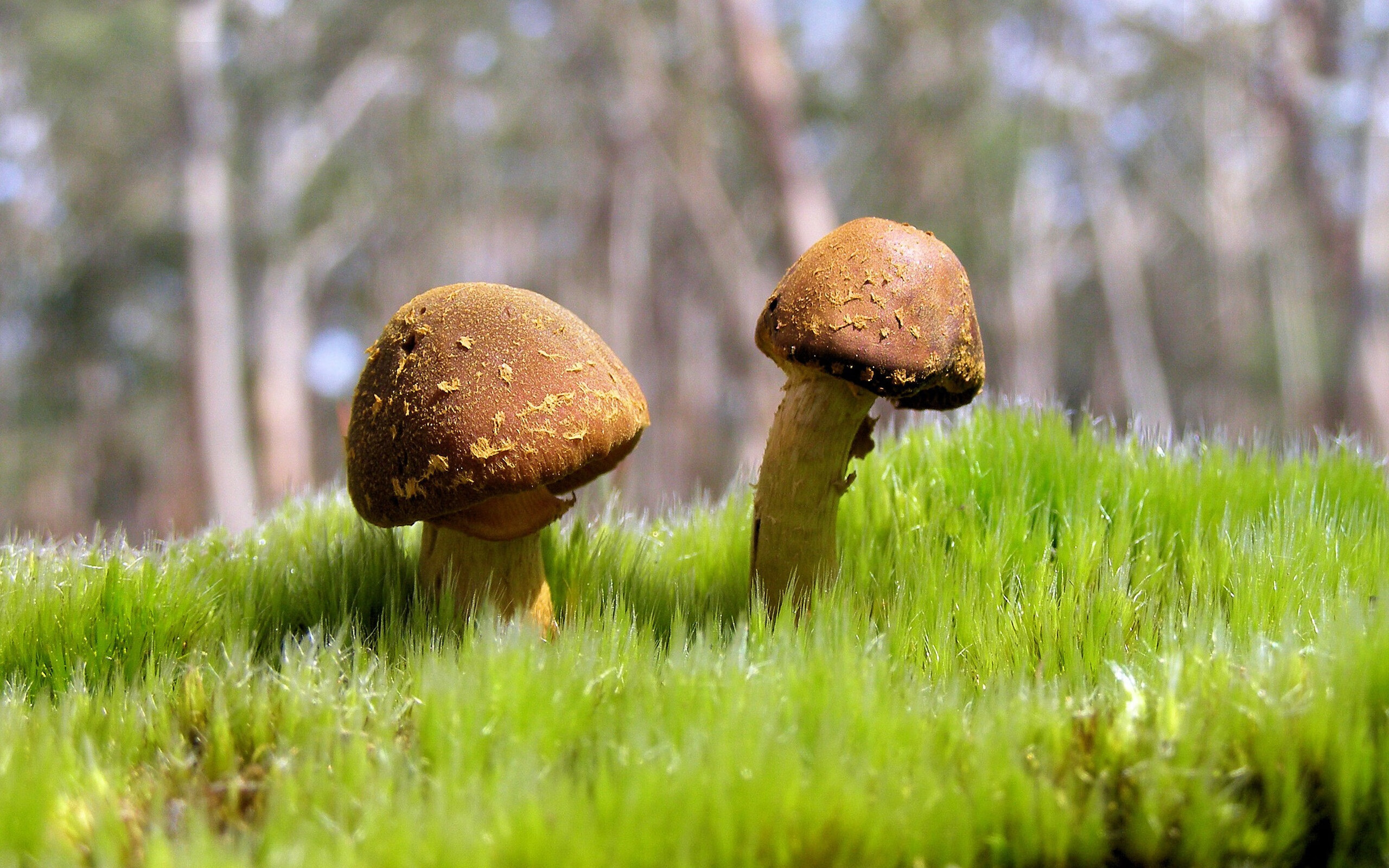 开云体育2026-月光下的维也纳华尔兹，阿拉巴如何在争冠夜攻防两端统治比赛